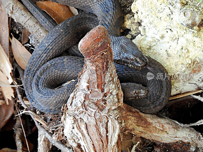 棕色水蛇(Nerodia taxispilota)——在岩石附近休息